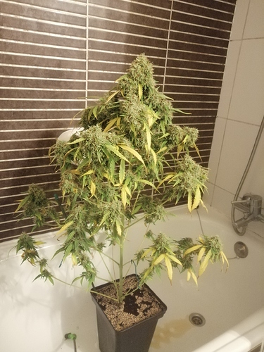 Growreport Bild 2
