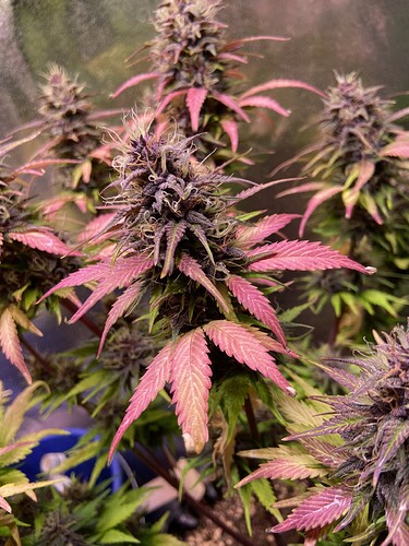 Growreport Bild 4