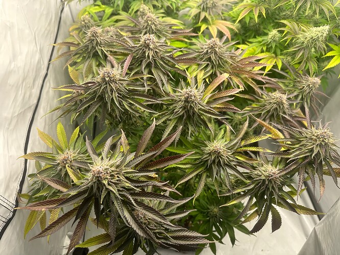 Growreport Bild 22
