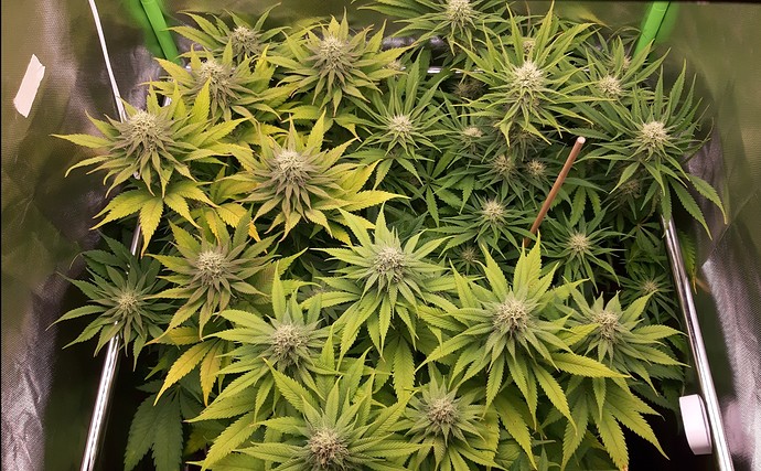 Growreport Bild 1