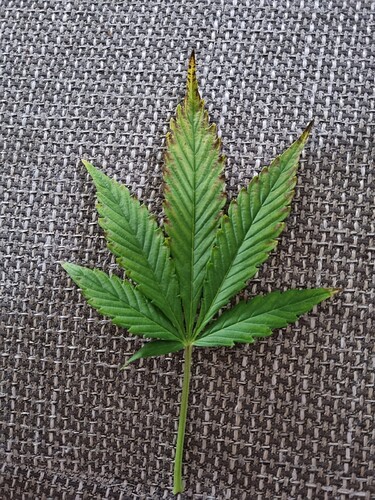 Growreport Bild 19