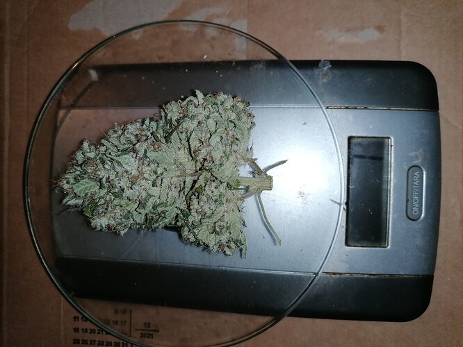 Growreport Bild 5