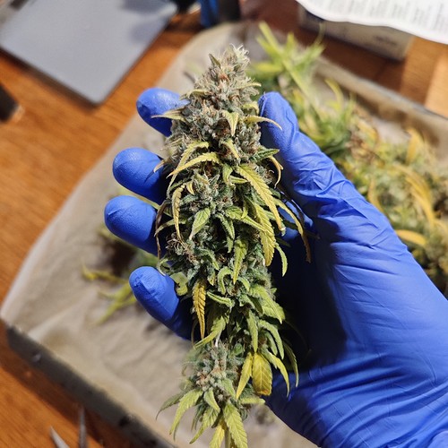 Growreport Bild 24