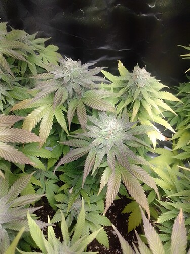 Growreport Bild 6