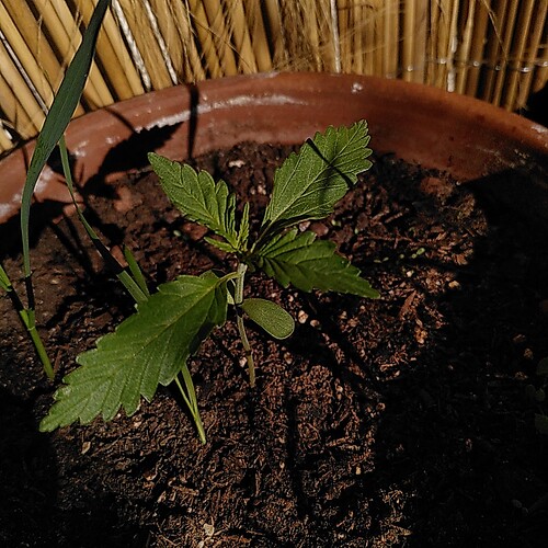 Growreport Bild 4