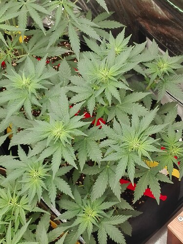 Growreport Bild 19