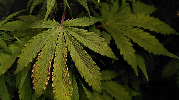 verbranntes Blatt, verfärbter Stängel