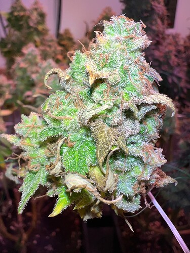 Growreport Bild 5