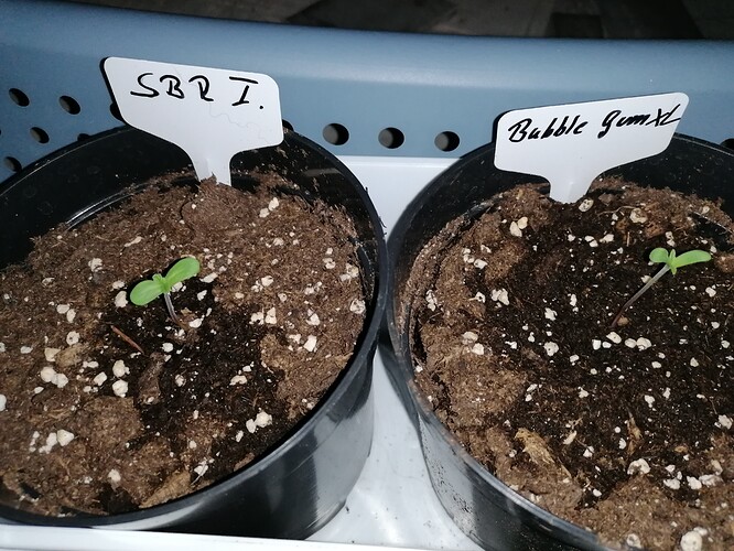 Growreport Bild 15