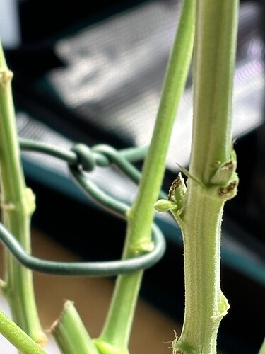 Growreport Bild 1
