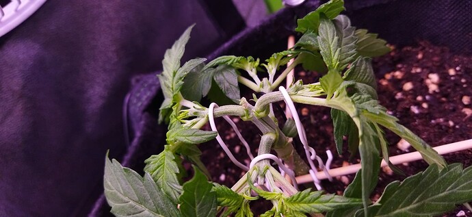 Growreport Bild 50