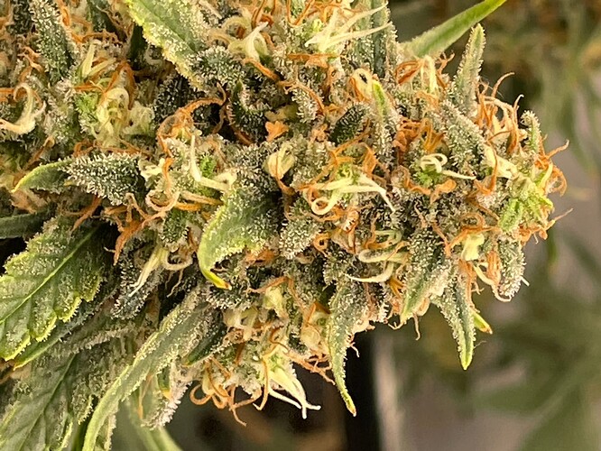 Growreport Bild 1