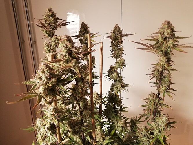GG#2_240112-3
