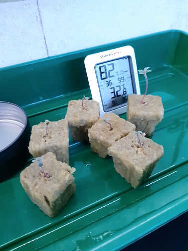 Growreport Bild 4
