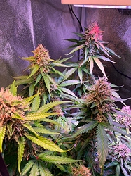 Growreport Bild 25