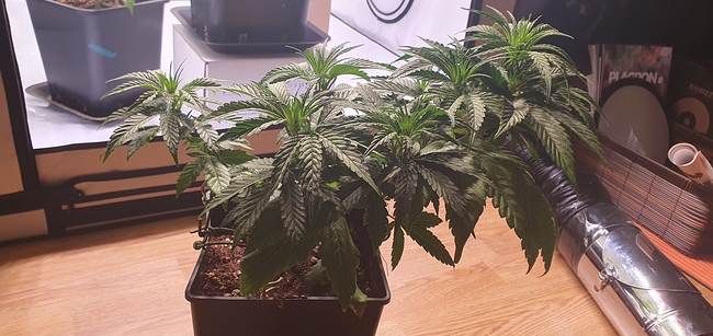 Growreport Bild 8