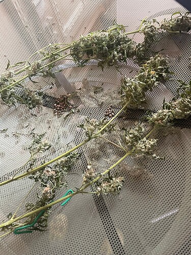 Growreport Bild 8