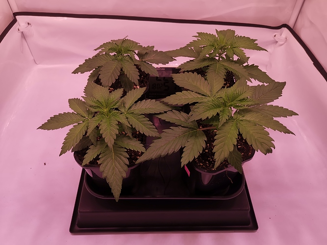 Growreport Bild 4