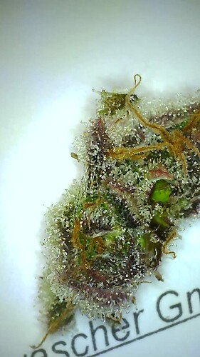 Growreport Bild 20