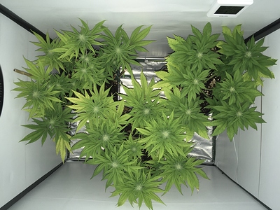 Growreport Bild 1