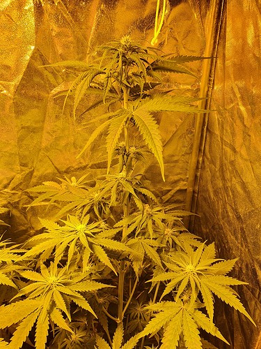 Growreport Bild 2