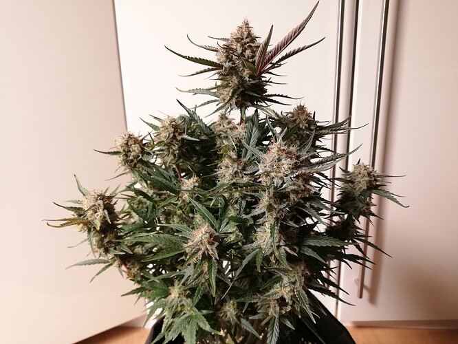 Mimosa_240102-3