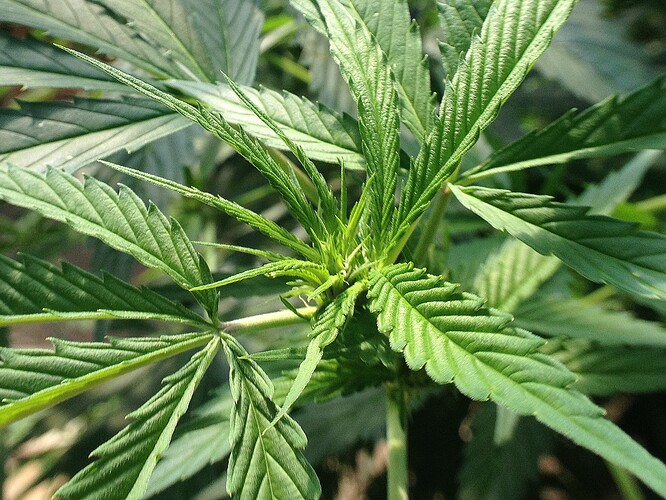 Growreport Bild 13