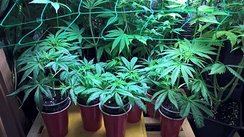 Growreport Bild 8
