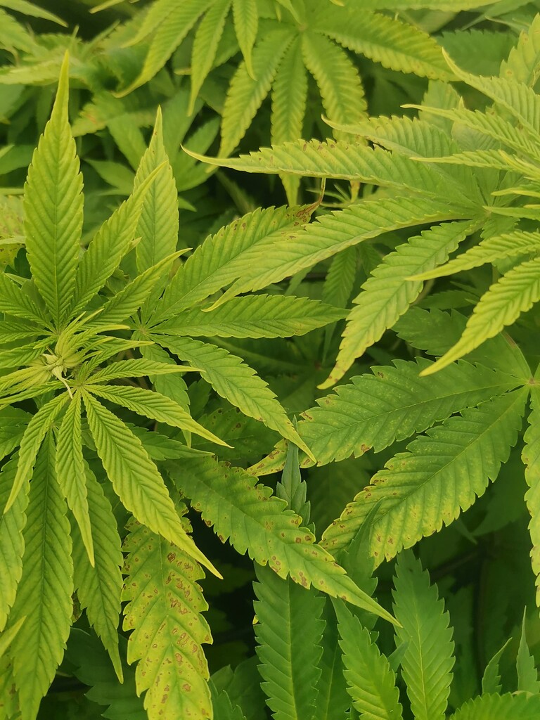 Kranke Blätter / Braune Flecken GrowProbleme Forum