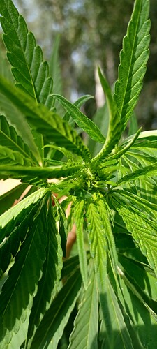 Growreport Bild 1