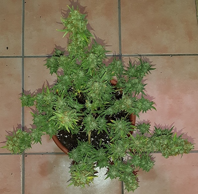 Growreport Bild 5