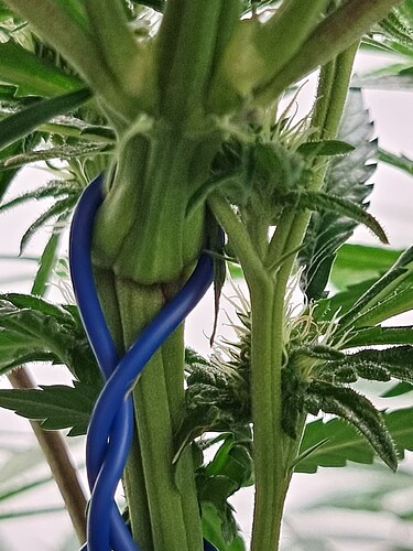 Growreport Bild 7