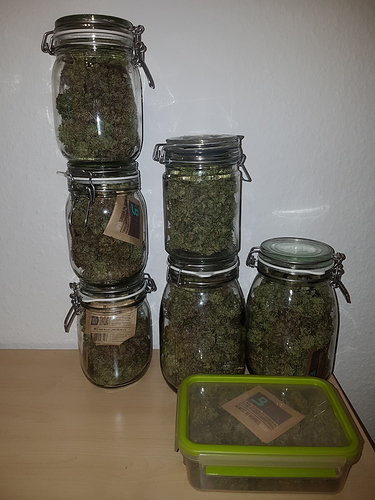 Growreport Bild 5