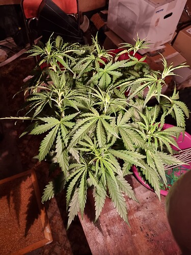Growreport Bild 53