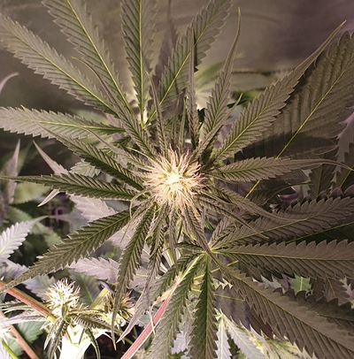 Growreport Bild 7