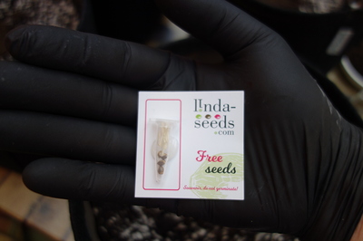 Eine Hand in einem schwarzen Handschuh hält eine kleine Verpackung mit Samen. Auf der Verpackung steht 'lindaseeds.com Free seeds Souvenir, do not germinate!'. In einem kleinen Röhrchen sind drei Samen zu sehen.