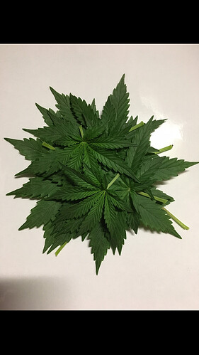 Growreport Bild 39