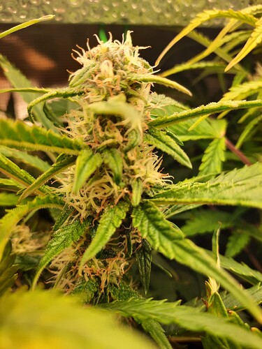 Growreport Bild 6