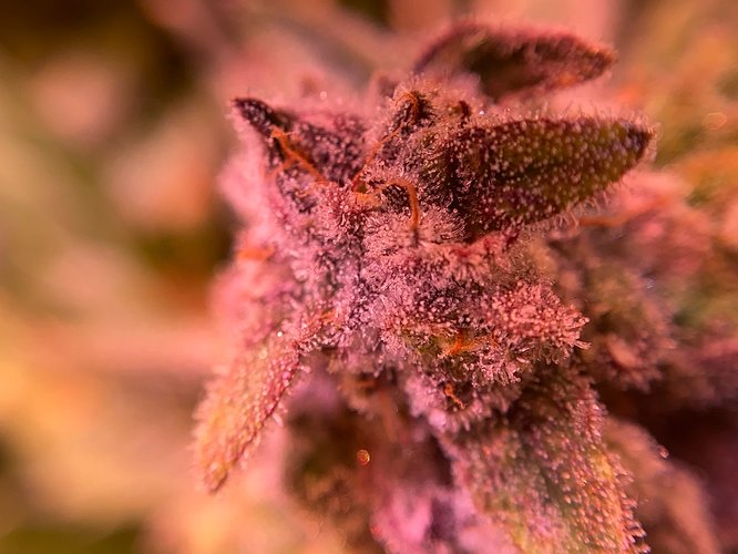 Growreport Bild 2