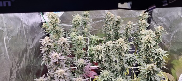 Growreport Bild 16