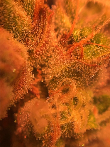 Growreport Bild 44