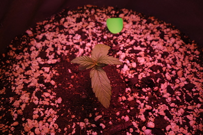 Ein junger Cannabiskeimling mit zwei Blattpaaren in einem Topf mit Erde und Perlit.