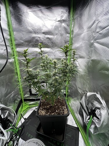 Growreport Bild 1