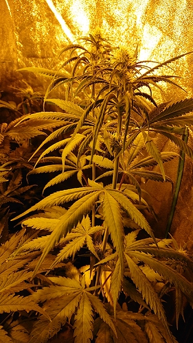Growreport Bild 7
