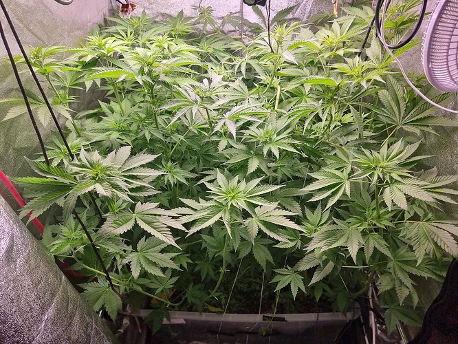 Growreport Bild 4