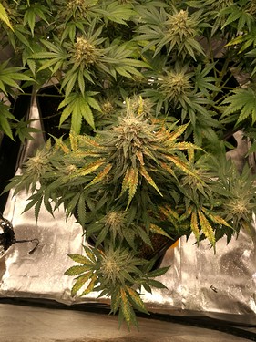Growreport Bild 10