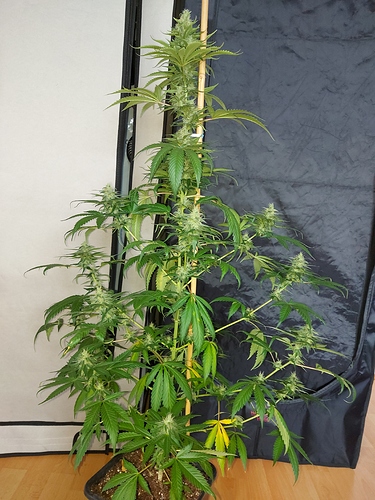 Growreport Bild 1