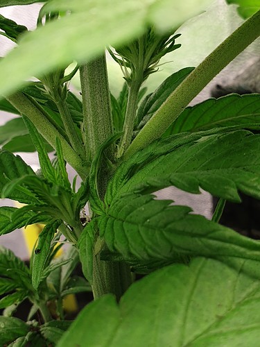 Growreport Bild 3