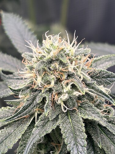 Growreport Bild 13