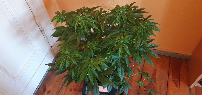 Growreport Bild 6